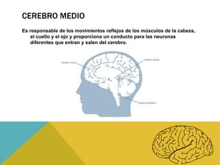 CEREBRO MEDIO
Es responsable de los movimientos reflejos de los músculos de la cabeza,
el cuello y el ojo y proporciona un conducto para las neuronas
diferentes que entran y salen del cerebro.

 