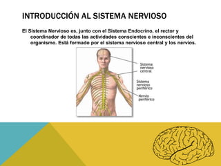 INTRODUCCIÓN AL SISTEMA NERVIOSO
El Sistema Nervioso es, junto con el Sistema Endocrino, el rector y
coordinador de todas las actividades conscientes e inconscientes del
organismo. Está formado por el sistema nervioso central y los nervios.

 