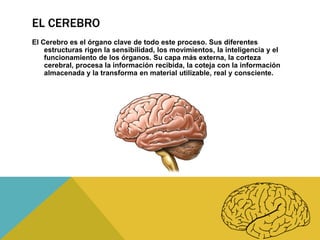 EL CEREBRO
El Cerebro es el órgano clave de todo este proceso. Sus diferentes
estructuras rigen la sensibilidad, los movimientos, la inteligencia y el
funcionamiento de los órganos. Su capa más externa, la corteza
cerebral, procesa la información recibida, la coteja con la información
almacenada y la transforma en material utilizable, real y consciente.

 