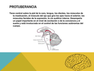 PROTUBERANCIA
Tiene control sobre la piel de la cara, lengua, los dientes, los músculos de
la masticación, el músculo del ojo que gira los ojos hacia el exterior, los
músculos faciales de la expresión, la vía auditiva interna. Desempeña
un papel importante en el nivel de excitación o de la conciencia y el
sueño y está involucrada en el control de las funciones autónomas del
cuerpo.

 