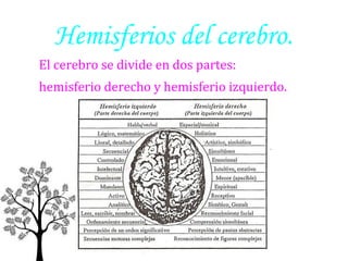 Hemisferios del cerebro.
El cerebro se divide en dos partes:
hemisferio derecho y hemisferio izquierdo.

 