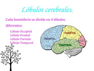 Lóbulos cerebrales.
Cada hemisferio se divide en 4 lóbulos
diferentes:
Lóbulo Occipital
Lóbulo Frontal
Lóbulo Parietal
Lóbulo Temporal

 