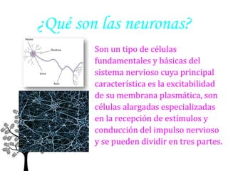¿Qué son las neuronas?
Son un tipo de células
fundamentales y básicas del
sistema nervioso cuya principal
característica es la excitabilidad
de su membrana plasmática, son
células alargadas especializadas
en la recepción de estímulos y
conducción del impulso nervioso
y se pueden dividir en tres partes.

 