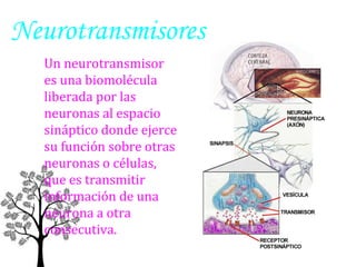 Neurotransmisores
Un neurotransmisor
es una biomolécula
liberada por las
neuronas al espacio
sináptico donde ejerce
su función sobre otras
neuronas o células,
que es transmitir
información de una
neurona a otra
consecutiva.

 