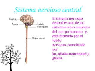 Sistema nervioso central
El sistema nervioso
central es uno de los
sistemas más complejos
del cuerpo humano y
está formado por el
tejido
nervioso, constituido
por
las células neuronales y
gliales.

 