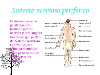 Sistema nervioso periférico
El sistema nervioso
periférico está
formado por los
nervios y los Ganglios
Nerviosos que parten
del Sistema Nervioso
Central. Existen
principalmente dos
tipos de nervios: Los
craneales y los
espinales.

 