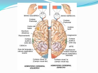 Funciones del cerebro