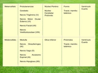 Metencéfalo Protuberancias
Cerebelo
Nervio Trigémino (V)
Nervio Motor Ocular
Externo (VI)
Nervio Facial (VII)
Nervio
Vestibulococlear (VIII)
Núcleo Pontino
Núcleo
Cerebelar
Profundo
Fornix
Tracto mamilo-
talámico
Ventrículo
Cuarto
Mielencéfalo Medulla
Nervio Glosofaringeo
(IX)
Nervio Vago (X)
Nervio Accesorio
Espinal (XI)
Nervio Hipogloso (XII)
Oliva Inferior Pirámides
Tracto mamilo-
talámico
Ventrículo
Cuarto
 