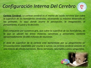 Corteza Cerebral: La corteza cerebral es el manto del tejido nervioso que cubre
la superficie de los hemisferios cerebrales, alcanzando su máximo desarrollo en
los primates. Es aquí donde ocurre la percepción, la imaginación, el
pensamiento, el juicio y la decisión.
Está compuesto por sustancia gris, que cubre la superficie de los hemisferios, en
la que se ubican las áreas motoras, sensitivas y sensoriales, contiene
aproximadamente 10.000 millones de neuronas.
El área de superficie de la corteza está aumentada por su plegamiento en
circunvoluciones separadas por cisuras o surcos. La corteza cerebral consiste en
una mezcla de células nerviosas, fibras nerviosas, neuroglia y vasos sanguíneos.
Configuración Interna Del Cerebro
 