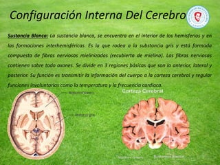 Sustancia Blanca: La sustancia blanca, se encuentra en el interior de los hemisferios y en
las formaciones interhemisféricas. Es la que rodea a la substancia gris y está formada
compuesta de fibras nerviosas mielinizadas (recubierta de mielina). Las fibras nerviosas
contienen sobre todo axones. Se divide en 3 regiones básicas que son la anterior, lateral y
posterior. Su función es transmitir la información del cuerpo a la corteza cerebral y regular
funciones involuntarias como la temperatura y la frecuencia cardiaca.
Configuración Interna Del Cerebro
 