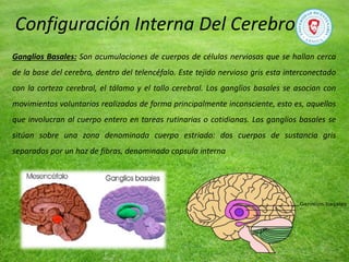 Ganglios Basales: Son acumulaciones de cuerpos de células nerviosas que se hallan cerca
de la base del cerebro, dentro del telencéfalo. Este tejido nervioso gris esta interconectado
con la corteza cerebral, el tálamo y el tallo cerebral. Los ganglios basales se asocian con
movimientos voluntarios realizados de forma principalmente inconsciente, esto es, aquellos
que involucran al cuerpo entero en tareas rutinarias o cotidianas. Los ganglios basales se
sitúan sobre una zona denominada cuerpo estriado: dos cuerpos de sustancia gris
separados por un haz de fibras, denominado capsula interna
Configuración Interna Del Cerebro
 