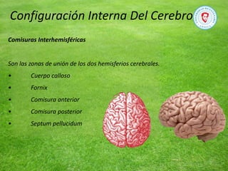 Comisuras Interhemisféricas
Son las zonas de unión de los dos hemisferios cerebrales.
• Cuerpo calloso
• Fornix
• Comisura anterior
• Comisura posterior
• Septum pellucidum
Configuración Interna Del Cerebro
 