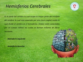 Hemisferios Cerebrales
Es la parte del cerebro la cual ocupa la mayor parte del encéfalo
del cerebro, la cual esta separada por una cisura sagital media lo
cual divide el cerebro en 2 hemisferios. Ambos están conectados
por un cuerpo calloso las cuales se forman millones de fibras
nerviosas.
• Hemisferio Izquierdo
• Hemisferio Derecho
 