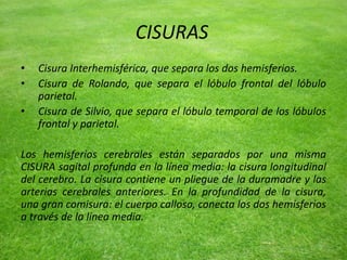 CISURAS
• Cisura Interhemisférica, que separa los dos hemisferios.
• Cisura de Rolando, que separa el lóbulo frontal del lóbulo
parietal.
• Cisura de Silvio, que separa el lóbulo temporal de los lóbulos
frontal y parietal.
Los hemisferios cerebrales están separados por una misma
CISURA sagital profunda en la línea media: la cisura longitudinal
del cerebro. La cisura contiene un pliegue de la duramadre y las
arterias cerebrales anteriores. En la profundidad de la cisura,
una gran comisura: el cuerpo calloso, conecta los dos hemisferios
a través de la línea media.
 