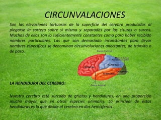 CIRCUNVALACIONES
Son las elevaciones tortuosas de la superficie del cerebro producidas al
plegarse la corteza sobre si misma y separadas por las cisuras o surcos.
Muchas de ellas son lo suficientemente constantes como para haber recibido
nombres particulares. Las que son demasiado inconstantes para llevar
nombres específicos se denominan circunvoluciones anectantes, de tránsito o
de paso.
LA HENDIDURA DEL CEREBRO:
Nuestro cerebro está surcado de grietas y hendiduras, en una proporción
mucho mayor que en otras especies animales. La principal de estas
hendiduras es la que divide al cerebro en dos hemisferios
 