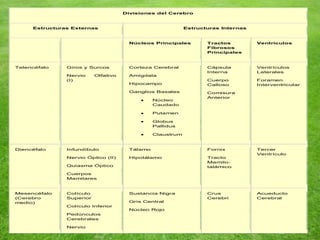 Divisiones del Cerebro
Estructuras Externas Estructuras Internas
Núcleos Principales Tractos
Fibrosos
Principales
Ventrículos
Telencéfalo Giros y Surcos
Nervio Olfativo
(I)
Corteza Cerebral
Amígdala
Hipocampo
Ganglios Basales
 Núcleo
Caudado
 Putamen
 Globus
Pallidus
 Claustrum
Cápsula
Interna
Cuerpo
Calloso
Comisura
Anterior
Ventrículos
Laterales
Foramen
Interventricular
Diencéfalo Infundíbulo
Nervio Óptico (II)
Quiasma Óptico
Cuerpos
Mamilares
Tálamo
Hipotálamo
Fornix
Tracto
Mamilo-
talámico
Tercer
Ventrículo
Mesencéfalo
(Cerebro
medio)
Colículo
Superior
Colículo Inferior
Pedúnculos
Cerebrales
Nervio
Sustancia Nigra
Gris Central
Núcleo Rojo
Crus
Cerebri
Acueducto
Cerebral
 
