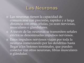  Las neuronas tienen la capacidad de
comunicarse con precisión, rapidez y a larga
distancia con otras células, ya sean nerviosas,
musculares o glandulares.
 A través de las neuronas se transmiten señales
eléctricas denominadas impulsos nerviosos.
 Estos impulsos nerviosos viajan por toda la
neurona comenzando por las dendritas hasta
llegar a los botones terminales, que pueden
conectar con otras neuronas, fibras musculares
o glándulas.
 