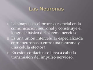  La sinapsis es el proceso esencial en la
comunicación neuronal y constituye el
lenguaje básico del sistema nervioso.
 Es una unión intercelular especializada
entre neuronas o entre una neurona y
una célula efectora.
 En estos contactos se lleva a cabo la
transmisión del impulso nervioso.
 