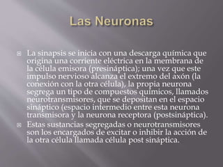  La sinapsis se inicia con una descarga química que
origina una corriente eléctrica en la membrana de
la célula emisora (presináptica); una vez que este
impulso nervioso alcanza el extremo del axón (la
conexión con la otra célula), la propia neurona
segrega un tipo de compuestos químicos, llamados
neurotransmisores, que se depositan en el espacio
sináptico (espacio intermedio entre esta neurona
transmisora y la neurona receptora (postsináptica).
 Estas sustancias segregadas o neurotransmisores
son los encargados de excitar o inhibir la acción de
la otra célula llamada célula post sináptica.
 