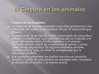 Cerebro de los Cordados
 La mayoría de especies animales conocidos pertenecen a los
cordados, los cuales se denominan así por la notocorda que
poseen.
 La notocorda es un tipo de varilla semirrígida de naturaleza
celular y cubierta por una vaina fibrosa que se extiende a lo
largo del cuerpo entre el tubo digestivo y el sistema
nervioso central, esta le da consistencia al mismo y actúa
como un eje esquelético. En algunos animales persiste
durante toda la vida, en otros es reemplazada por la
columna vertebral.
 Los cordados presentan un cordón nervioso en posición
dorsal y a partir de este cordón, en animales más complejos,
se desarrolla el cerebro y la espina neural.
 