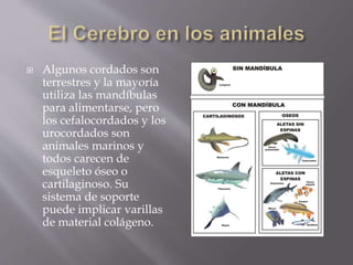  Algunos cordados son
terrestres y la mayoría
utiliza las mandíbulas
para alimentarse, pero
los cefalocordados y los
urocordados son
animales marinos y
todos carecen de
esqueleto óseo o
cartilaginoso. Su
sistema de soporte
puede implicar varillas
de material colágeno.
 