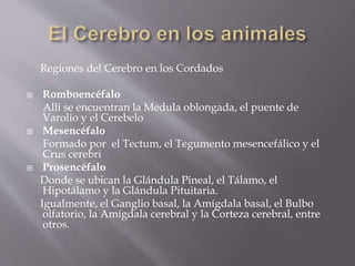 Regiones del Cerebro en los Cordados
 Romboencéfalo
Allí se encuentran la Medula oblongada, el puente de
Varolio y el Cerebelo
 Mesencéfalo
Formado por el Tectum, el Tegumento mesencefálico y el
Crus cerebri
 Prosencéfalo
Donde se ubican la Glándula Pineal, el Tálamo, el
Hipotálamo y la Glándula Pituitaria.
Igualmente, el Ganglio basal, la Amígdala basal, el Bulbo
olfatorio, la Amígdala cerebral y la Corteza cerebral, entre
otros.
 