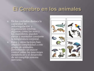  En los cordados destaca la
capacidad de
autorregulación y
organización interna;
algunos, como las aves y
los mamíferos, pueden
elevar y mantener constante
la temperatura corporal.
 Estos y otros factores han
añadido complejidad a este
grupo de animales,
permitiendo un mayor
control sobre las reacciones
metabólicas y el desarrollo
de un complejo sistema
nervioso.
 
