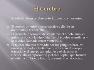 Se subdivide en cerebro anterior, medio y posterior.
 El cerebro anterior o proencéfalo se divide en
diencéfalo y telencéfalo.
 El diencéfalo comprende: el tálamo, el hipotálamo, el
quiasma óptico, la hipófisis, los tubérculos mamilares y
la cavidad llamada tercer ventrículo.
 El teléncefalo está formado por los ganglios basales:
núcleos caudado y lenticular que forman el cuerpo
estriado, y el cuerpo amigdalino y el claustro; el
rinencéfalo, el hipocampo y el área septal, que forman
el sistema límbico; y la corteza cerebral o neocortex.
 
