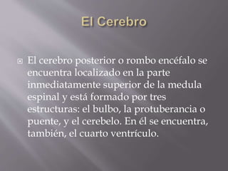  El cerebro posterior o rombo encéfalo se
encuentra localizado en la parte
inmediatamente superior de la medula
espinal y está formado por tres
estructuras: el bulbo, la protuberancia o
puente, y el cerebelo. En él se encuentra,
también, el cuarto ventrículo.
 