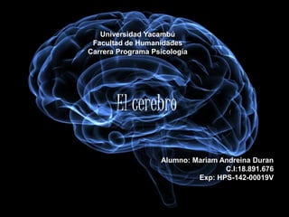Universidad Yacambú
Facultad de Humanidades
Carrera Programa Psicología
El cerebro
Alumno: Mariam Andreina Duran
C.I:18.891.676
Exp: HPS-142-00019V
 