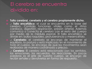  Tallo cerebral, cerebelo y el cerebro propiamente dicho.
 .- Tallo encefálico: el cual se encuentra en la base del
cerebro. Controla funciones vitales como el ritmo
cardíaco, digestión, respiración, presión arterial. Además
comunica o conecta el cerebro con el resto del cuerpo
por medio de la médula espinal. El tallo encefálico se
divide en: bulbo raquídeo, protuberancia y mesencéfalo.
 .- Cerebelo: el cerebelo se encarga de mantener el
equilibrio, la postura y está implicado en el movimiento de
todo el cuerpo. Se encarga de que los movimientos sean
realizados de manera coordinada y precisa.
 .- Cerebro: El cerebro está relacionado con los sentidos,
las emociones, los recuerdos, las reacciones. En pocas
palabras es el jefe de nuestro cuerpo, se encarga de
recibir señales y devolverlas en forma de respuesta.
 