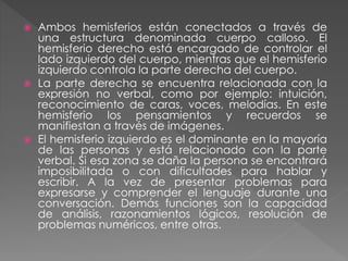  Ambos hemisferios están conectados a través de
una estructura denominada cuerpo calloso. El
hemisferio derecho está encargado de controlar el
lado izquierdo del cuerpo, mientras que el hemisferio
izquierdo controla la parte derecha del cuerpo.
 La parte derecha se encuentra relacionada con la
expresión no verbal, como por ejemplo: intuición,
reconocimiento de caras, voces, melodías. En este
hemisferio los pensamientos y recuerdos se
manifiestan a través de imágenes.
 El hemisferio izquierdo es el dominante en la mayoría
de las personas y está relacionado con la parte
verbal. Si esa zona se daña la persona se encontrará
imposibilitada o con dificultades para hablar y
escribir. A la vez de presentar problemas para
expresarse y comprender el lenguaje durante una
conversación. Demás funciones son la capacidad
de análisis, razonamientos lógicos, resolución de
problemas numéricos, entre otras.
 