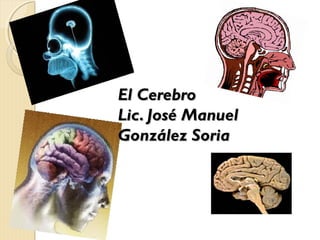 El CerebroEl Cerebro
Lic. José ManuelLic. José Manuel
González SoriaGonzález Soria
 