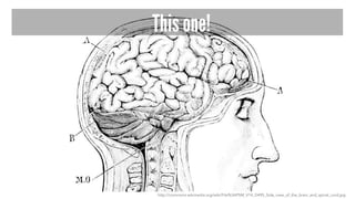 This one!
http://commons.wikimedia.org/wiki/File%3APSM_V14_D495_Side_view_of_the_brain_and_spinal_cord.jpg
 