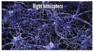 Right hemisphere
h p://www.ﬂickr.com/photos/lorelei-ranveig/2294885580/
 