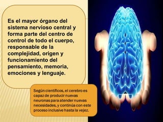 Es el mayor órgano del
sistema nervioso central y
forma parte del centro de
control de todo el cuerpo,
responsable de la
complejidad, origen y
funcionamiento del
pensamiento, memoria,
emociones y lenguaje.
 
