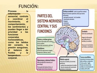 FUNCIÓN:
Procesa la
información
sensorial, controla
y coordinar el
movimiento, el
comportamiento,
los sentimientos y
pueden llegar a dar
prioridad a las
funciones
corporales
homeostáticas,
como los latidos
del corazón, la
presión sanguínea,
el balance de
fluidos y la
temperatura
corporal.
 
