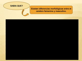 SABIA QUE?
Existen diferencias morfológicas entre el
cerebro femenino y masculino.
 