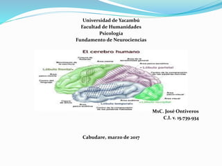 Universidad de Yacambú
Facultad de Humanidades
Psicología
Fundamento de Neurociencias
MsC. José Ontiveros
C.I. v. 15.739.934
Cabudare, marzo de 2017
 