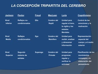 EL_CEREBRO_COMO_SISTEMA_DE_INFORMACION_Y_MEMORIA01[1].ppt