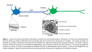 Dendrita
Axon
Cuerpo celular
Sinapse
Dendrita
Sinapse
Punta del axon
Vesiculas con neurotrasnmisores
Punta de la dendrita
Hendidura sinaptica
Figura 1. La azul es la neurona que lleva la informacion, la verde es la neurona que recibe la informacion. En rojo, son las dendritas de la
neurona verde que recibe la informacion de la punta del axon de la neurona azul. Ese punto es la sinapsis. En la parte de abajo a la
izquierda, se muestra una foto de microscopia de una dendrita real. Observe las extensiones que parecen espinas. El numero y tamano
de estas cambian de acuerdo con la experiencia (plasticidad) y son el punto de contacto con otras neuronas. Es la parte que podemos
cambiar y es una de la maneras como podemos modificar la funcion y efectividad de nuestro cerebro. La otra es una fotografia de una
sinapsis verdadera. Oberve las vesiculas llenas de neurotransmisores, listos para ser liberados en la hendidura sinaptica.
Espinas
 