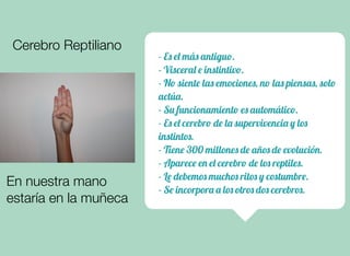- Es el más antiguo.
- Visceral e instintivo.
- No siente las emociones, no las piensas, solo
actúa.
- Su funcionamiento es automático.
- Es el cerebro de la supervivencia y los
instintos.
- Tiene 300 millones de años de evolución.
- Aparece en el cerebro de los reptiles.
- Le debemos muchos ritos y costumbre.
- Se incorpora a los otros dos cerebros.
Cerebro Reptiliano
En nuestra mano
estaría en la muñeca
 