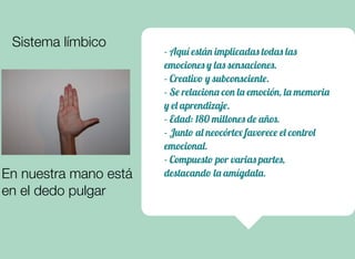- Aquí están implicadas todas las
emociones y las sensaciones.
- Creativo y subconsciente.
- Se relaciona con la emoción, la memoria
y el aprendizaje.
- Edad: 180 millones de años.
- Junto al neocórtex favorece el control
emocional.
- Compuesto por varias partes,
destacando la amígdala.
Sistema límbico
En nuestra mano está
en el dedo pulgar
 