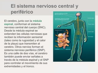 El cerebro, junto con la médula
espinal, conforman el sistema
nervioso central del cuerpo (SNC).
Desde la médula espinal se
extienden las células nerviosas que
reciben la información sensorial
(tales como la rugosidad y el calor
de la playa) que transmiten al
cerebro. Otros nervios forman el
sistema nervioso periférico (SNP).
Es una calle de dos vías, el cerebro
también puede enviar señales a
través de la médula espinal y el SNP
para controlar el movimiento de sus
extremidades y el tronco.
El sistema nervioso central y
periférico
 