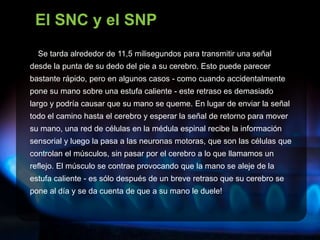 El SNC y el SNP
Se tarda alrededor de 11,5 milisegundos para transmitir una señal
desde la punta de su dedo del pie a su cerebro. Esto puede parecer
bastante rápido, pero en algunos casos - como cuando accidentalmente
pone su mano sobre una estufa caliente - este retraso es demasiado
largo y podría causar que su mano se queme. En lugar de enviar la señal
todo el camino hasta el cerebro y esperar la señal de retorno para mover
su mano, una red de células en la médula espinal recibe la información
sensorial y luego la pasa a las neuronas motoras, que son las células que
controlan el músculos, sin pasar por el cerebro a lo que llamamos un
reflejo. El músculo se contrae provocando que la mano se aleje de la
estufa caliente - es sólo después de un breve retraso que su cerebro se
pone al día y se da cuenta de que a su mano le duele!
 