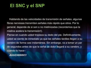 Hablando de las velocidades de transmisión de señales, algunas
fibras nerviosas transmiten señales más rápido que otros. Por lo
general, depende de si son o no mielinizadas (recordemos que la
mielina acelera la transmisión!).
Piense en cuando usted tropieza su dedo del pie. Definitivamente,
usted se siente de inmediato ya que las señales táctiles llegan a su
cerebro de forma casi instantánea. Sin embargo, va a tomar un par
de segundos antes de que la señal de dolor llegará a su cerebro, y
cuando lo hace–
AUUCHHHH!!!
El SNC y el SNP
 