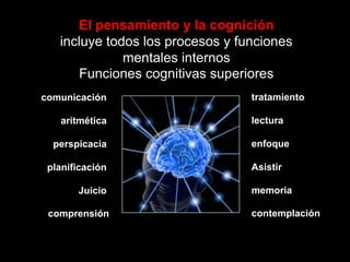 Thinking & Cognition
comunicación
aritmética
perspicacia
planificación
Juicio
comprensión
tratamiento
lectura
enfoque
Asistir
memoria
contemplación
El pensamiento y la cognición
incluye todos los procesos y funciones
mentales internos
Funciones cognitivas superiores
 