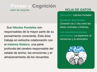 HOJA DE DATOS
Ubicación: Lóbulos frontales
Senderos Neuronales:
Conexión de 2 vías entre las
áreas corticales y límbicas
Los neurotransmisores
principales: La dopamina, la
serotonina y la adrenalina
Sus lóbulos frontales son
responsables de la mayor parte de su
pensamiento consciente. Esta área
trabaja en estrecha colaboración con
el sistema límbico, una parte
profunda del cerebro responsable del
estado de ánimo, las emociones y el
almacenamiento de los recuerdos.
Pensar y Cognición
visión de conjunto
 