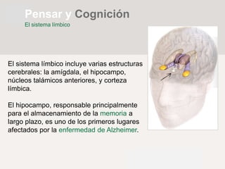 El sistema límbico incluye varias estructuras
cerebrales: la amígdala, el hipocampo,
núcleos talámicos anteriores, y corteza
límbica.
El hipocampo, responsable principalmente
para el almacenamiento de la memoria a
largo plazo, es uno de los primeros lugares
afectados por la enfermedad de Alzheimer.
El sistema límbico
Pensar y Cognición
 