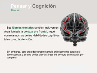Sus lóbulos frontales también incluyen un
Área llamada la corteza pre frontal, ¿qué
controla muchas de tus Habilidades cognitivas,
tales como la atención.
Pensar y Cognición
Atención
Sin embargo, esta área del cerebro cambia drásticamente durante la
adolescencia, y es una de las últimas áreas del cerebro en madurar por
completo!
 